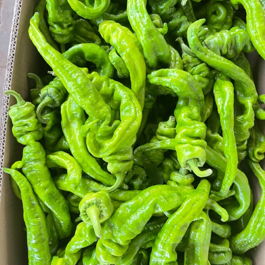 陕北定边，牛椒，螺丝椒大量上市