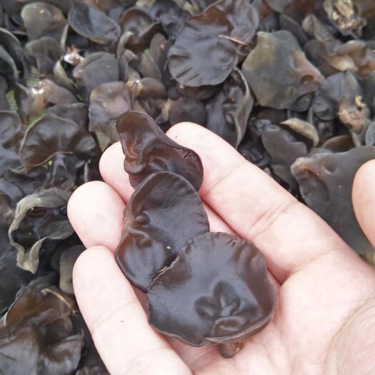 丰林县小兴安岭林地头茬黑木耳