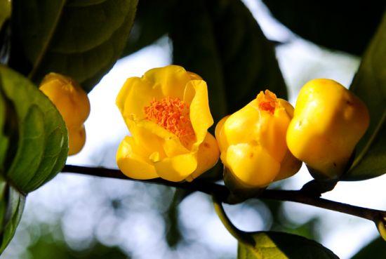 防城金花茶