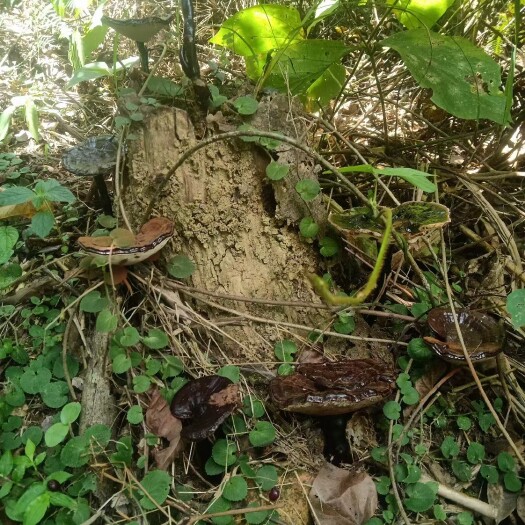 巴马县紫灵芝