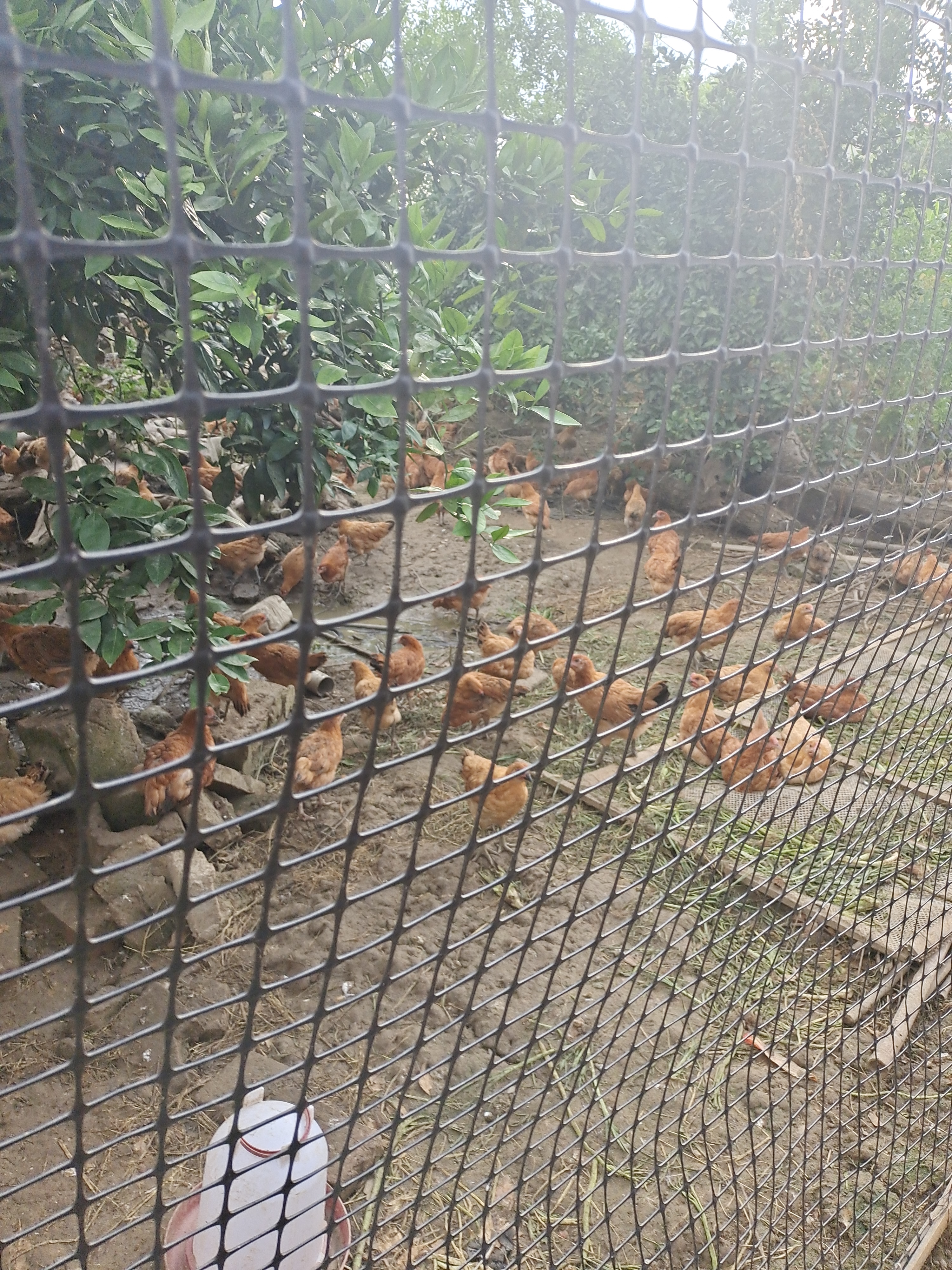 湘乡市高产绿壳蛋土鸡