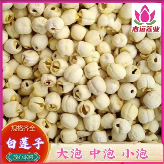 湘潭县白莲子  湖南湘白莲 大泡中泡小泡 干度好品相佳无硫熏 产地