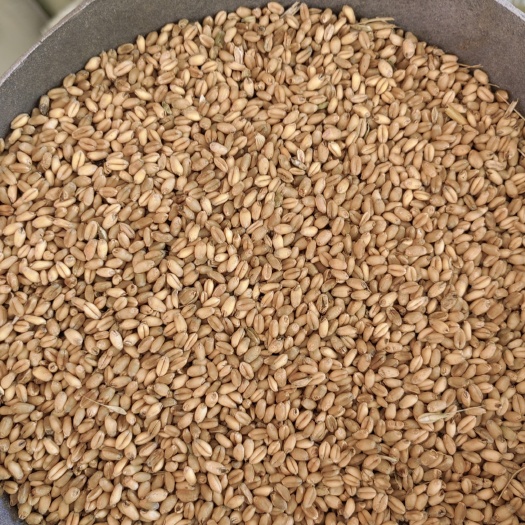 中江县小麦，干小麦，四川省中江县本地小麦，干净，水分低，自产自销。