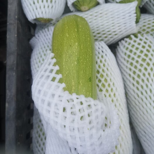 定西高原夏菜颜色正，品种好