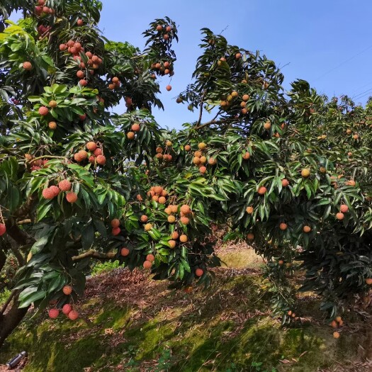 广州增城荔枝桂味