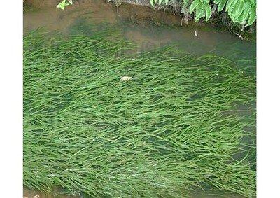 麻阳县优质水源四季长青苦草大量出售