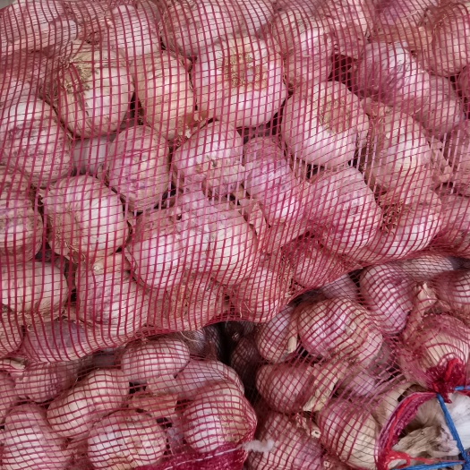 中牟县中牟紫皮大蒜加工发货