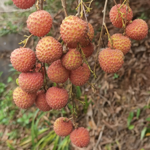 桂平市麻垌荔枝.有桂味.仙进奉.禾荔.等.....