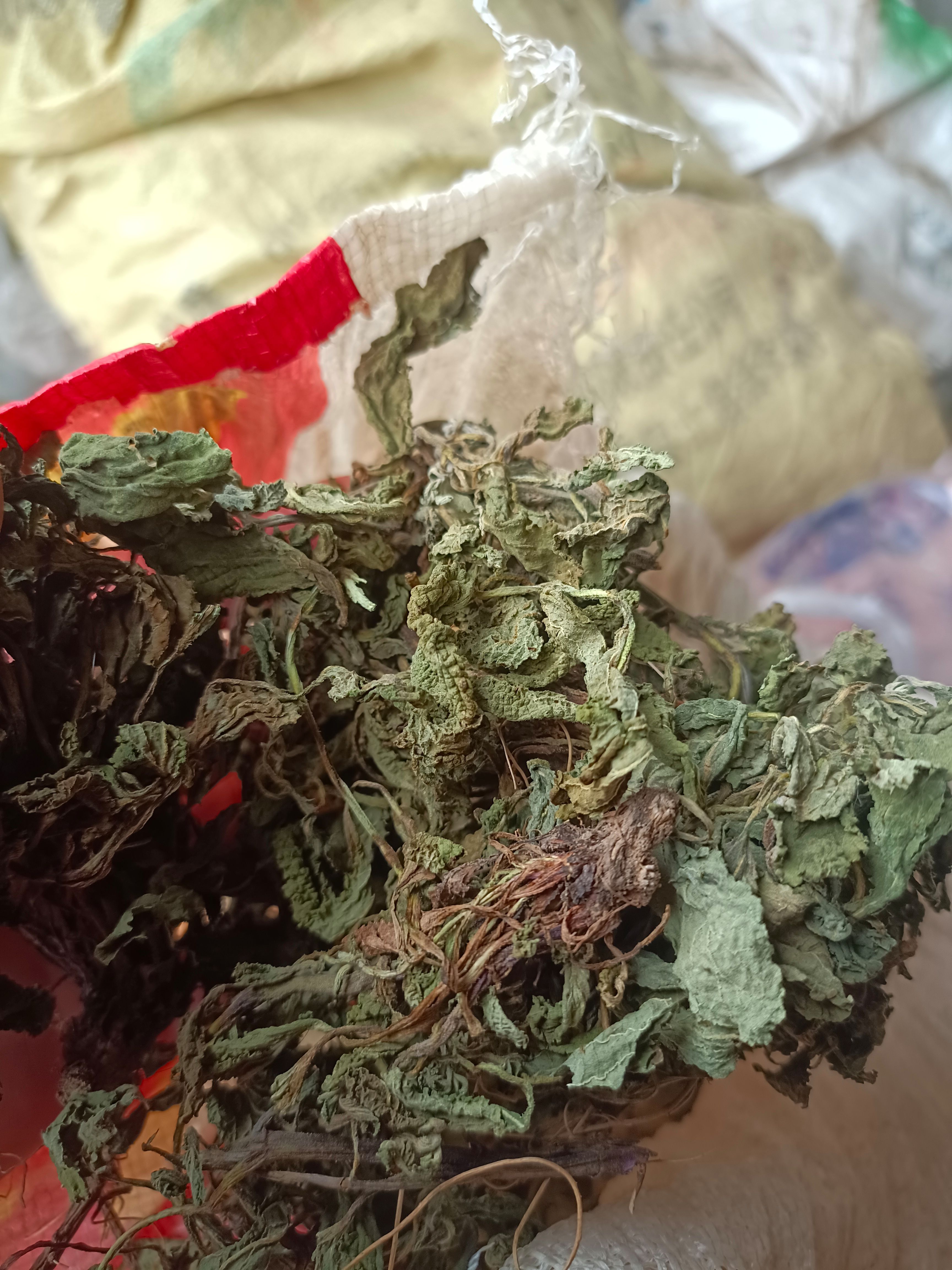 癞蛤蟆草又称荔枝草小苗鲜货深山釆挖批发零售