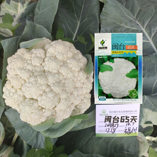 松花菜种子有机花菜种子65-110天耐热耐寒小米粒