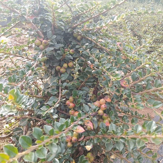 昭通西施大果荀子