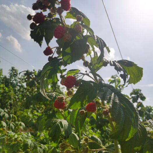 渭南红树莓开始熟了。