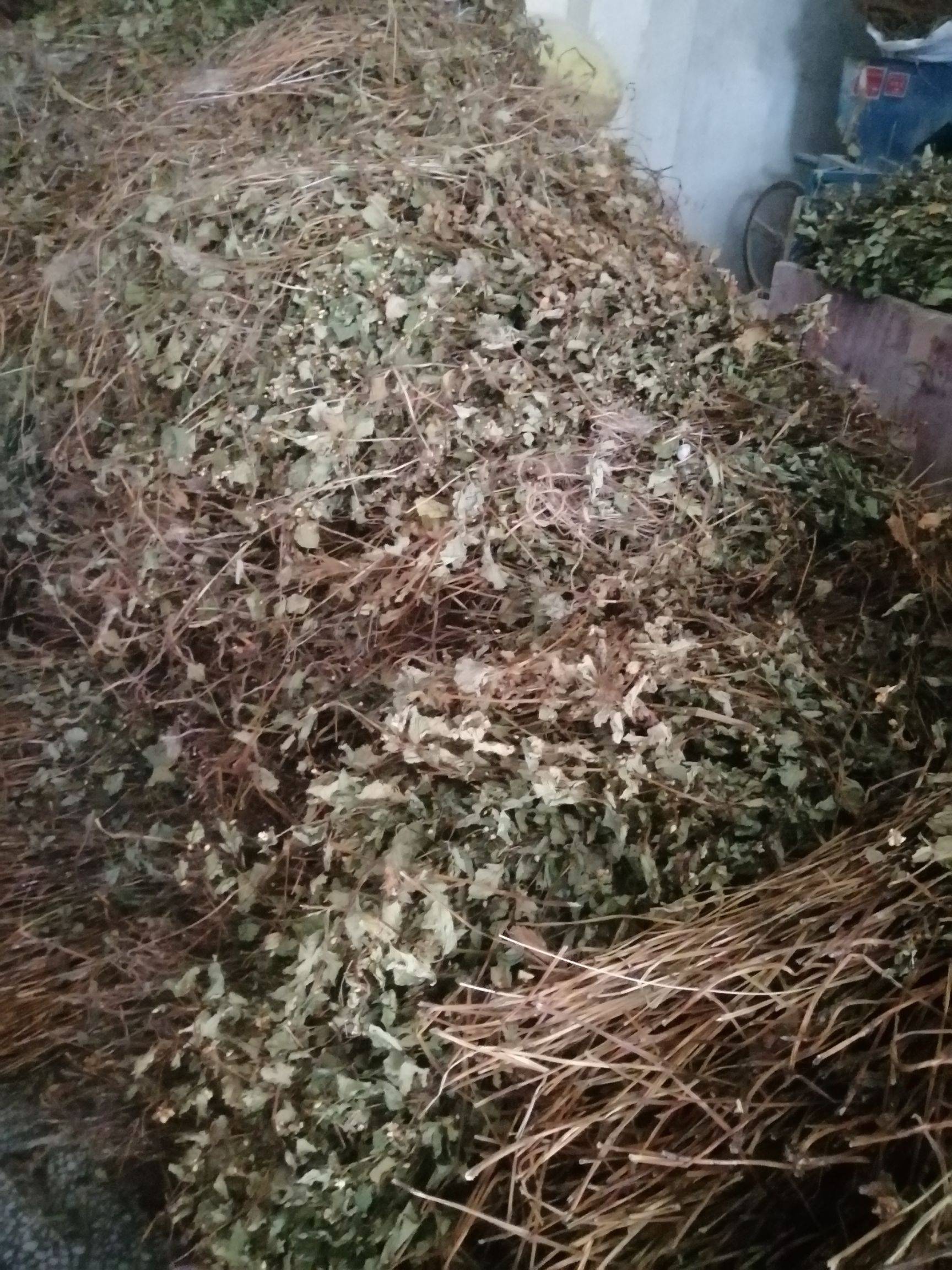 鱼腥草 今年新货 可切断