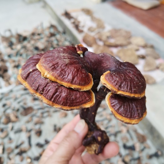天然赤灵芝 两面光精品、工厂货都有，规格齐全，物美价廉