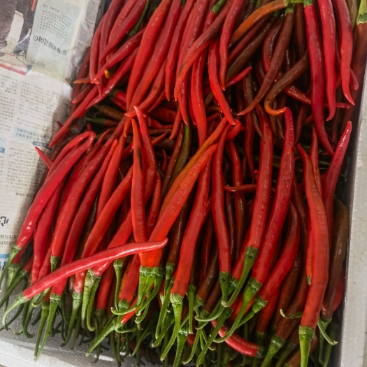 临泉县线椒，