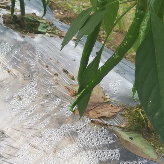 永顺县螺丝椒