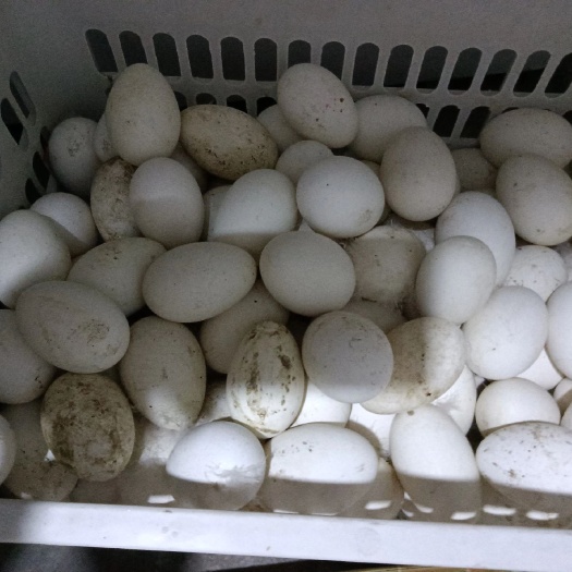 莱州市鲜鹅蛋
