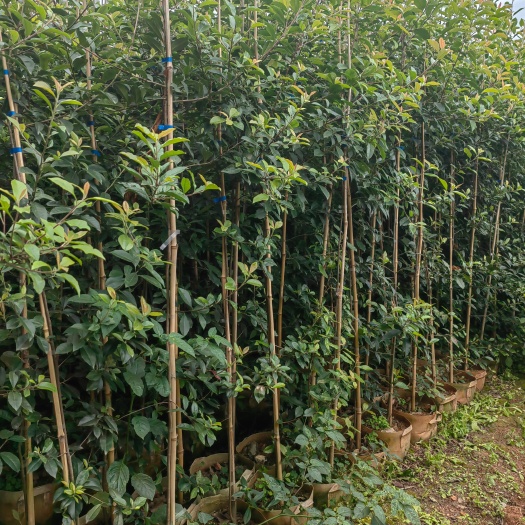 宜良县球花石楠   云南球花石楠