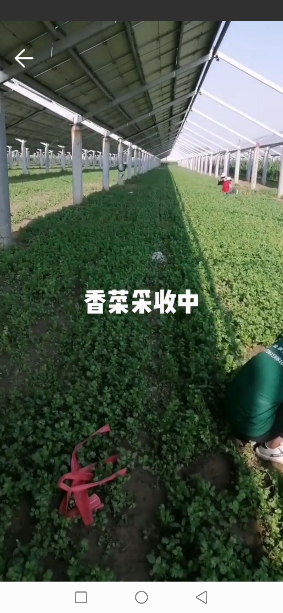 香菜