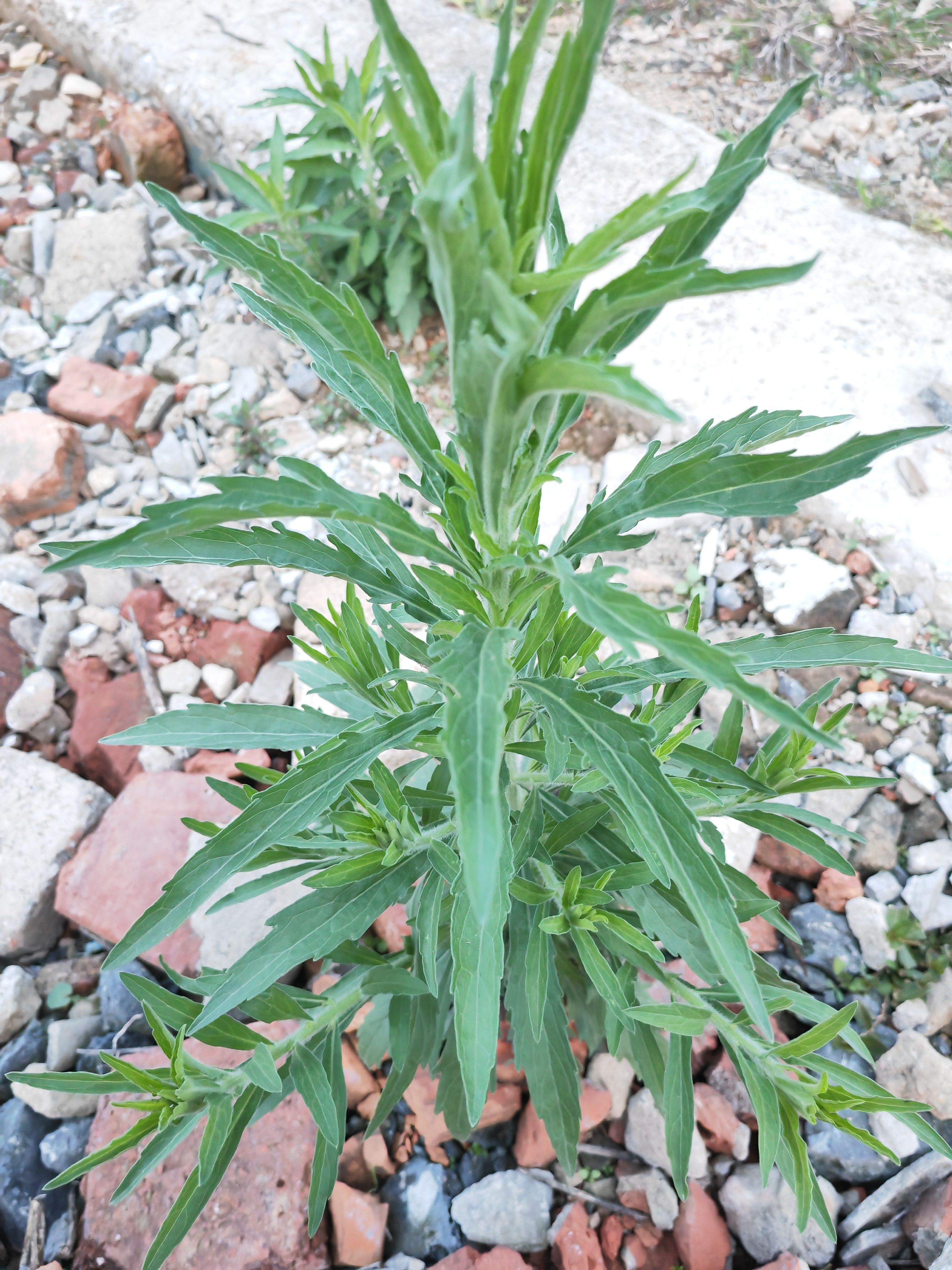 飞蓬草