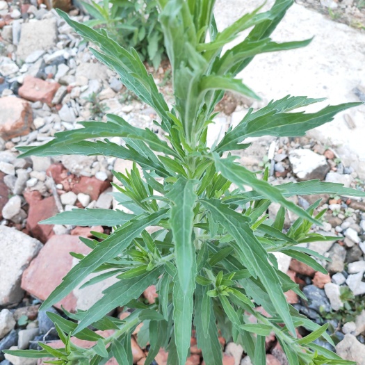 昆明飞蓬草