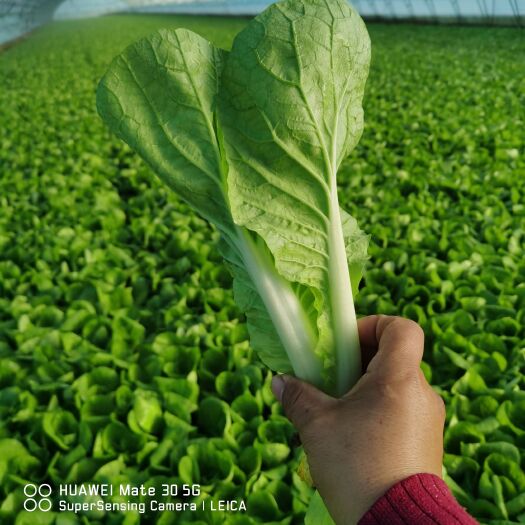 曹县快白菜一手货源全国发货