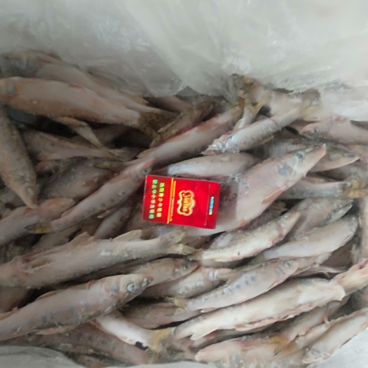 兰陵县花骨鱼(麻鱼)开肚单冻