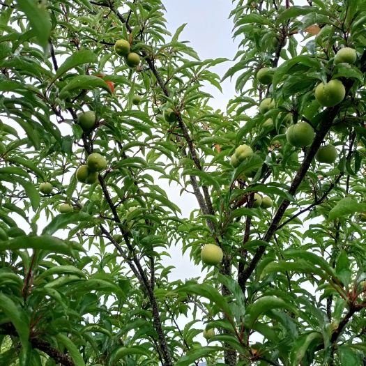 独山县贵州蜂糖李 甜度高 口感好