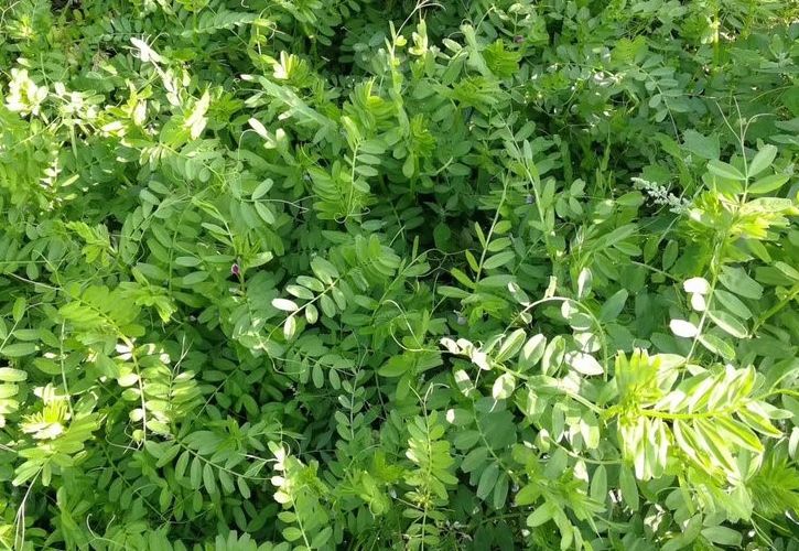 毛苕子绿肥种子果园绿肥光叶紫花苕固氮改善土壤箭舌豌豆种子包邮