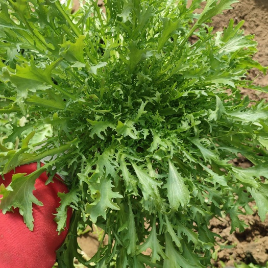 大叶苦苣，不黑心不烧心