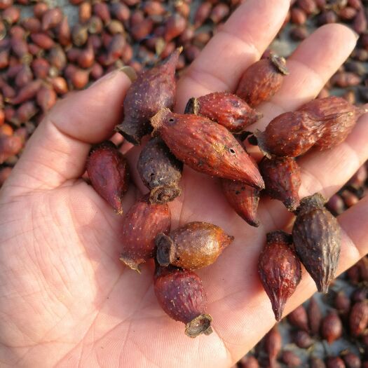 荆门金樱子干货
