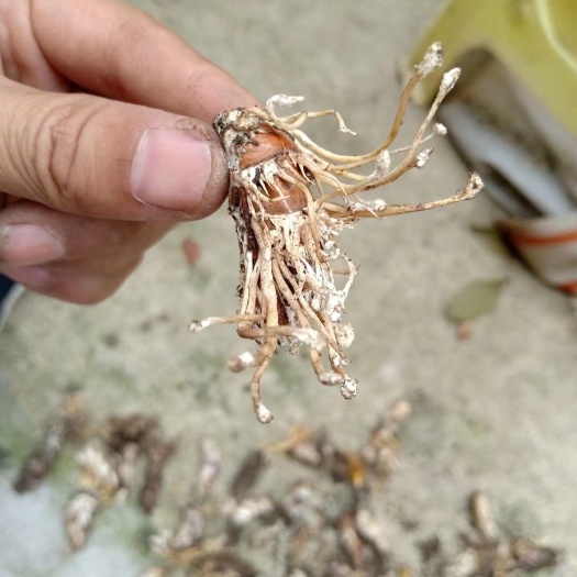重庆市金蝉花