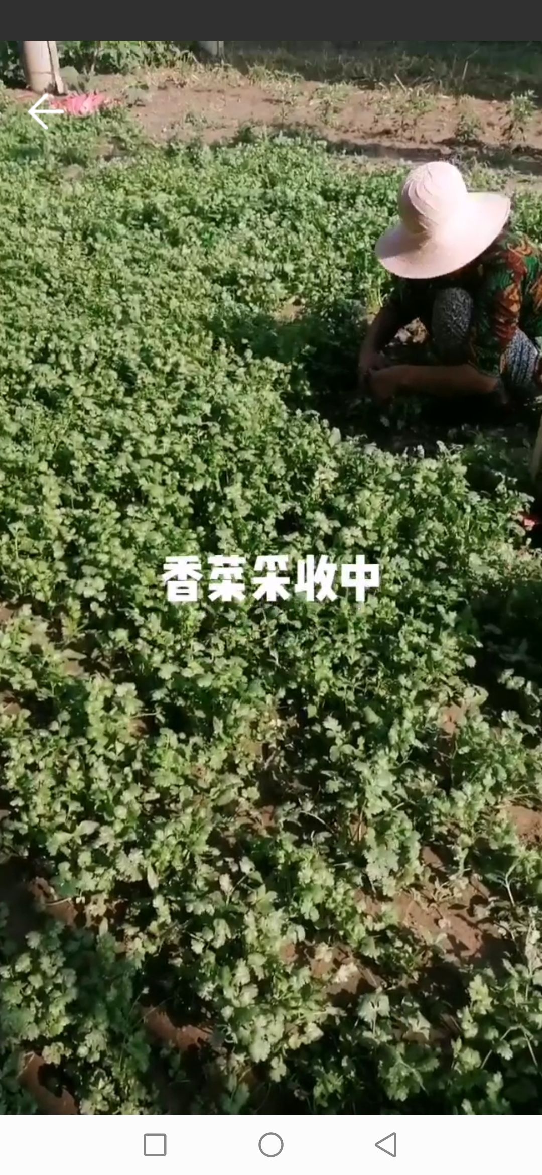 香菜