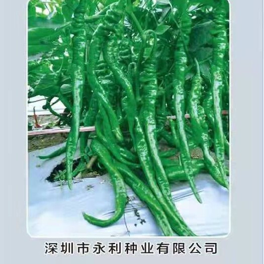 永顺县精品软皮漯丝椒，皮博味香。