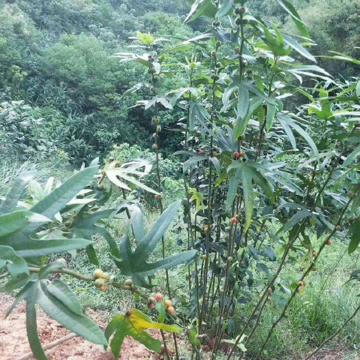 平和县五指毛桃/七指毛桃