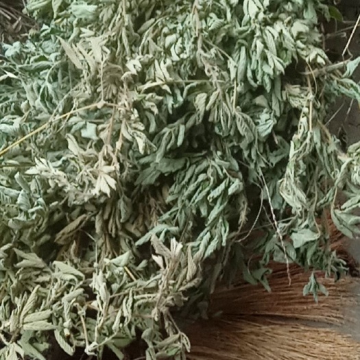 光山县仙鹤草 颜色青绿色干度好