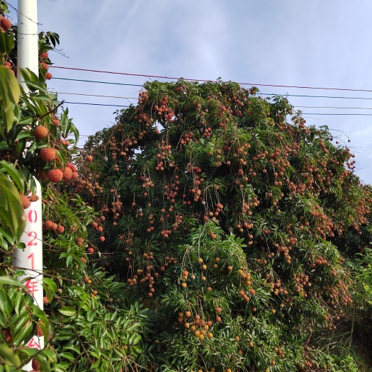 桂平市桂味茘枝