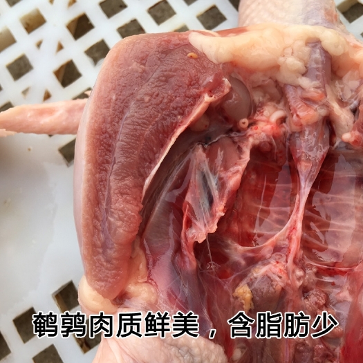 兴宁市农家自养鹌鹑