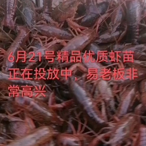 监利市深水优质虾苗基地现起，一手货源