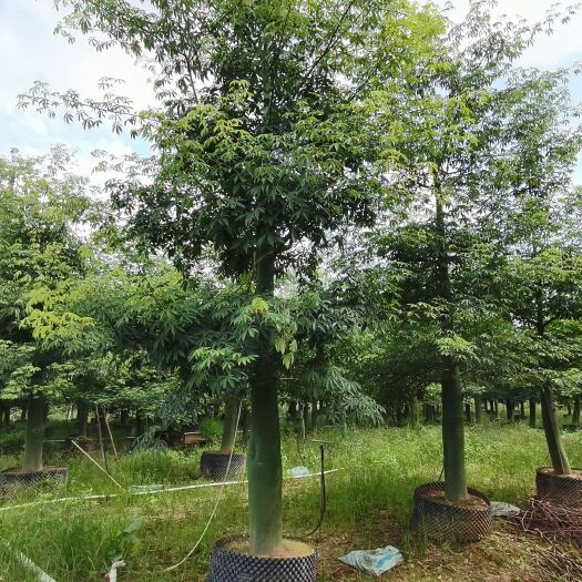 中山市20-30公分大腹木棉