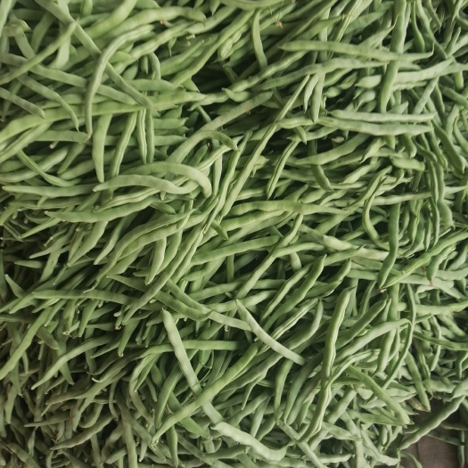 應(yīng)縣大扁架豆王小金豆白不老青椒牛角圓菜白王