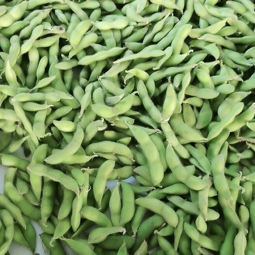 邳州市翠绿宝  大量上市