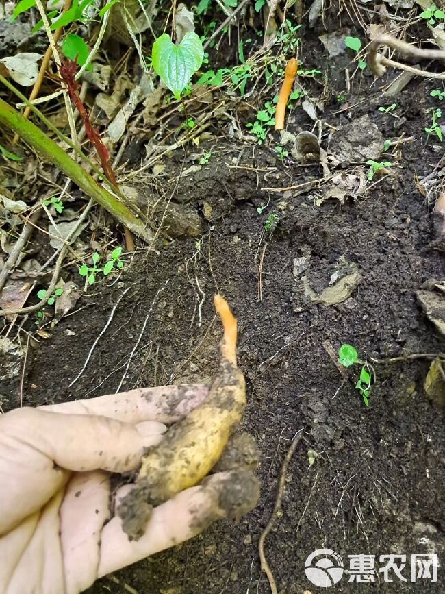 秦岭深山无硫天麻五指麻天麻条 炖肉煲汤必 备