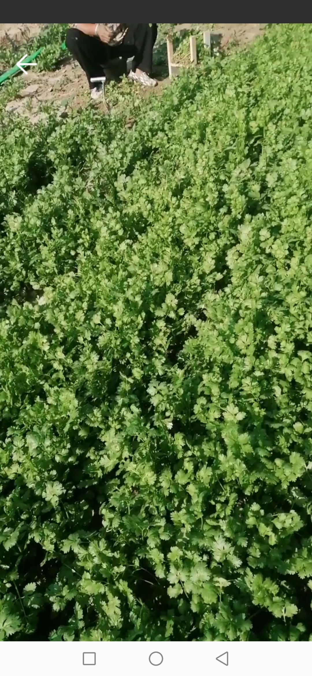 香菜