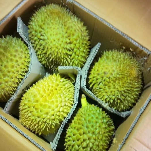 广州泰国一手榴莲货源，可以大量对接金枕头a6每天稳定供货口感可以