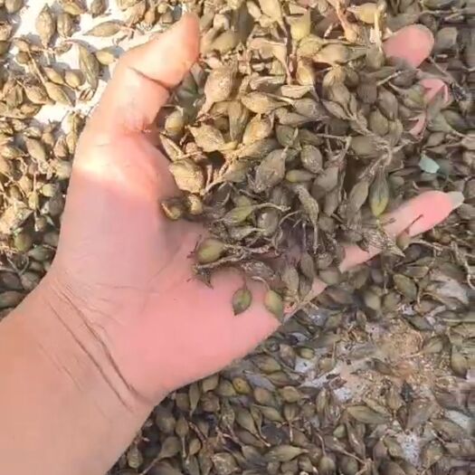 富平县大量出售清蒸连翘