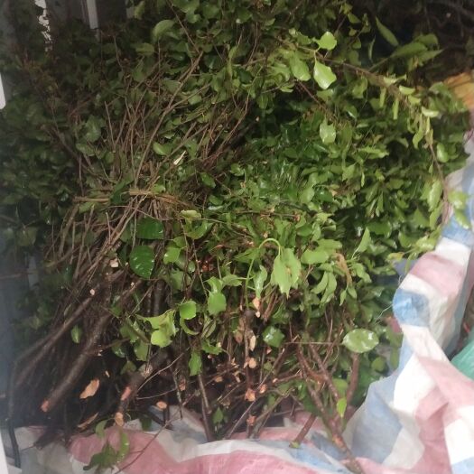 德保县黄皮果寄生