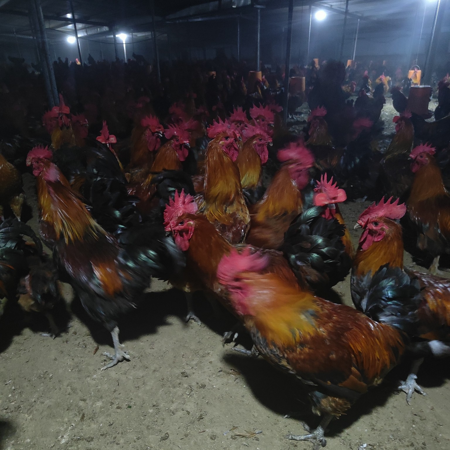 [鸡批发]大黑瑶公鸡160天价格12元/斤 