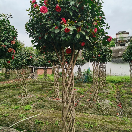 成都茶花树