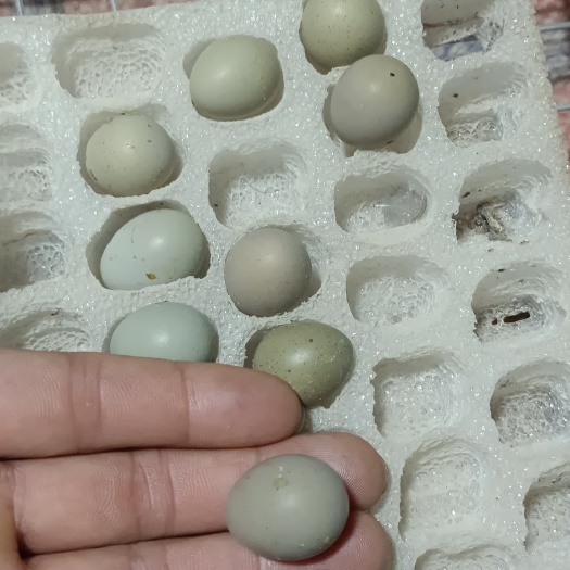 清徐县芦丁鸡蛋 营养价值高 可以做宝宝辅食 可以让老年人吃